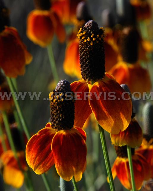 Flowers_.jpg