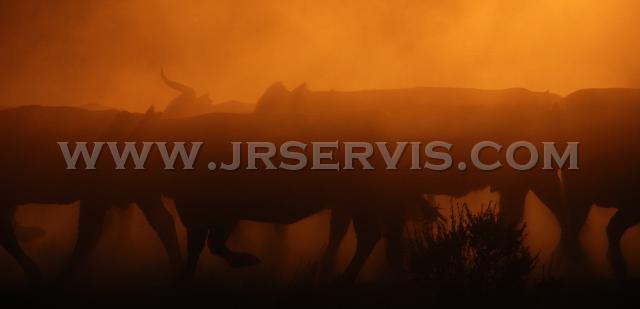 Cattle_at_sunset_2.jpg