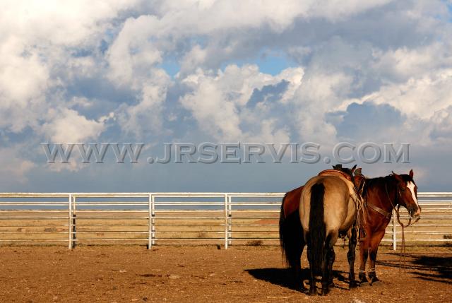 Horses_Tin_House.jpg