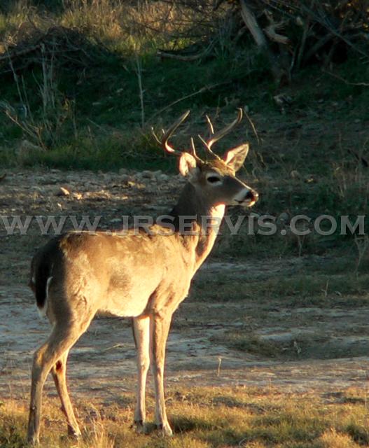 6_PT_Tex_WH_Tailbuck.jpg - West Texas Whitetail